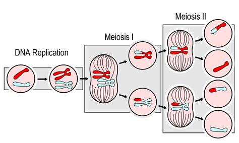 meiosis dna replication example